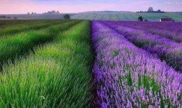 薰衣草国语在线观看,浪漫在线重温经典